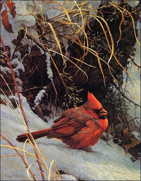 bs-na- Robert Bateman- Winter Cardinal. Bateman, 