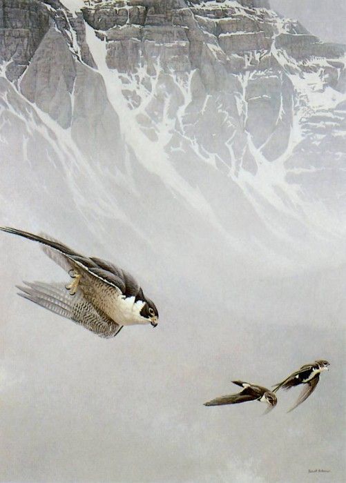 kb Bateman Peregrine Falcon and White throated Swifts. Bateman, 