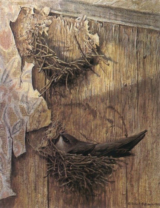 kb Bateman Chimney Swift in Nest. Bateman, 