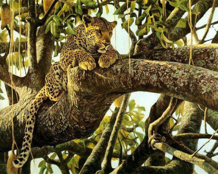 kb Bateman Leopard in a Sausage Tree. Bateman, 