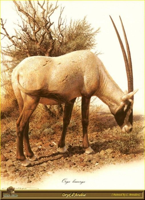 PO ppa 36 Oryx dArabie. Brenders, 