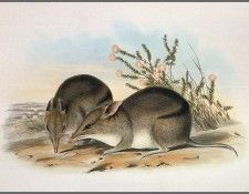 pa AVM end 11 Gould WesternBarredBandicoot. , 