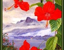 bs-flo- Marianne North- Hibiscus Liliiflorus- Seychelles. �����, ��������