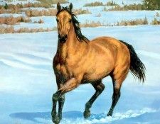 horses in the mist csg001 quarter horse buckskin. , 