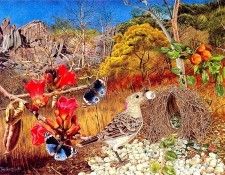 Oz AGls063 Tony Oliver Great Bower Bird. , 