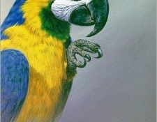 HuntAlan-BlueAndGoldMacaw-sj. ,  M