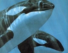 Parker, Ron - Orca (end. ������, ���