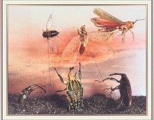 NorfleetB 19 Toys-WeaSDC. Norfleet, �������