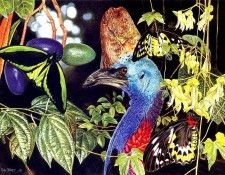 Oz AGls087 Tony Oliver Southern Cassowary. , 