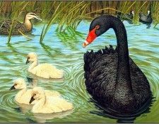 pa KevinStead 01 BlackSwan. , 