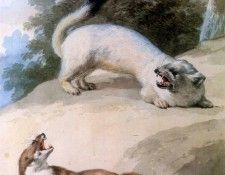 Schouman Aert Ermine and weasel Sun. Schouman, 