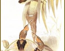 PO ptb 13 Colibri Tachete. , 