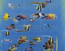 kb Bragg CL Musical Fish. ,  
