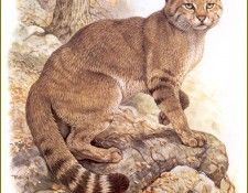 PO pfrd 024 Chat de Mgr Biet. Dallet, ������