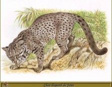 PO pfrd 089 Chat lopard de Java. Dallet, 