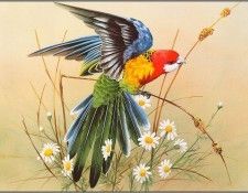 pa EricShepherd AP2004 01 EasternRosella. , 