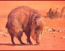 lrsBosmanPaul-Javelina. �������, �����