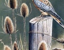 Susan Bourdet - Autumn Meadow - Kestrel, De. Bourdet, 