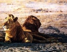 Ae 01 The Nomads Simon Combes sqs. ����, �����