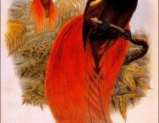 bs-na- William Hart- Count Raggis Bird Of Paradise. ����, ������ ����