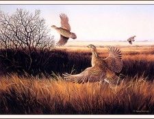 bs-na- Maynard Reece- Prairie Chickens. , 