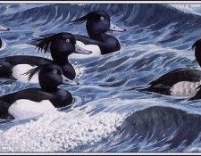 43644. Tunnicliffe, 
