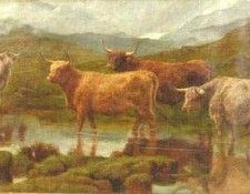 Highland Cattle. , 