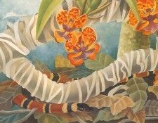 s4-vanishingspecies041-costaricancoralsnake. �����, L