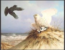 Gromme-SnowyOwl (sj-art337). Gromme,  J