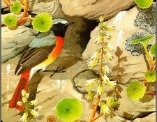 pa NormanArlott 20 Redstart. Arlott, 