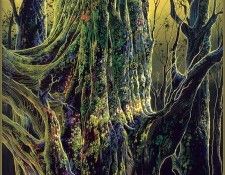lrsEG013EarleEyvind AncientTree. , 