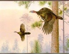 GrommeOwen-SouthernPines-WildTurkeys (sj-art334). Gromme,  J