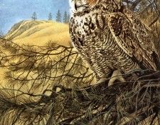 Parker, Ron - Great Horned Owl (end. , 