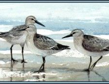 D50-AWE119-RB-Red Knot 2. Bansemer, ������