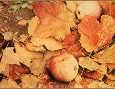 cr SusanEHaas-AutumnSong. ����, ������ E