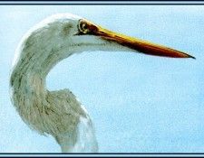 D50-AWE022-RB-Great Egret 4. Bansemer, ������