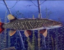 bs-na- Charles Lewis Dero- Pike Resting. Dero,  