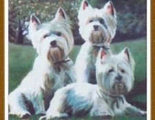 NelsonTheaN AngelHolly&NoelThreeWestiesintheSun-We. �������, ��� N