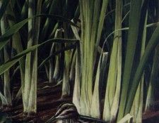 Clodin Roy - Becassine DAout, De. , Clodin