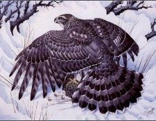 43633. Tunnicliffe, 