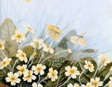 Twinney Dick Nature 056 Sun. Twinney, ���