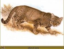 PO pfrd 073 Chat de Corse. Dallet, ������