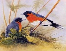 kb Shepherd Eric 06 Spectacled Monarchs. ������, ����