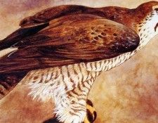 ma Tom Pohrt aigle-faucon. Pohrt, 