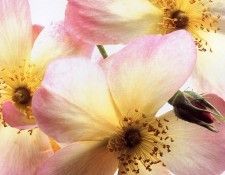 Clay Perry - Alexandra Rose, De. , 