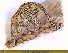 PO pfrd 049 Lopard ou Panthre du Sina. Dallet, 