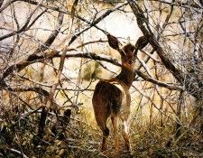Ae 02 Dik Dik Simon Combes sqs. , 