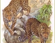 PO pfrd 007 Lopard du Knya. Dallet, 