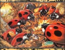 lrsBaseGraeme Waterhole08Ladybugs. , 