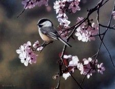 Terry Isaac - Chickadee and Plum Blossoms, De. �����, �����